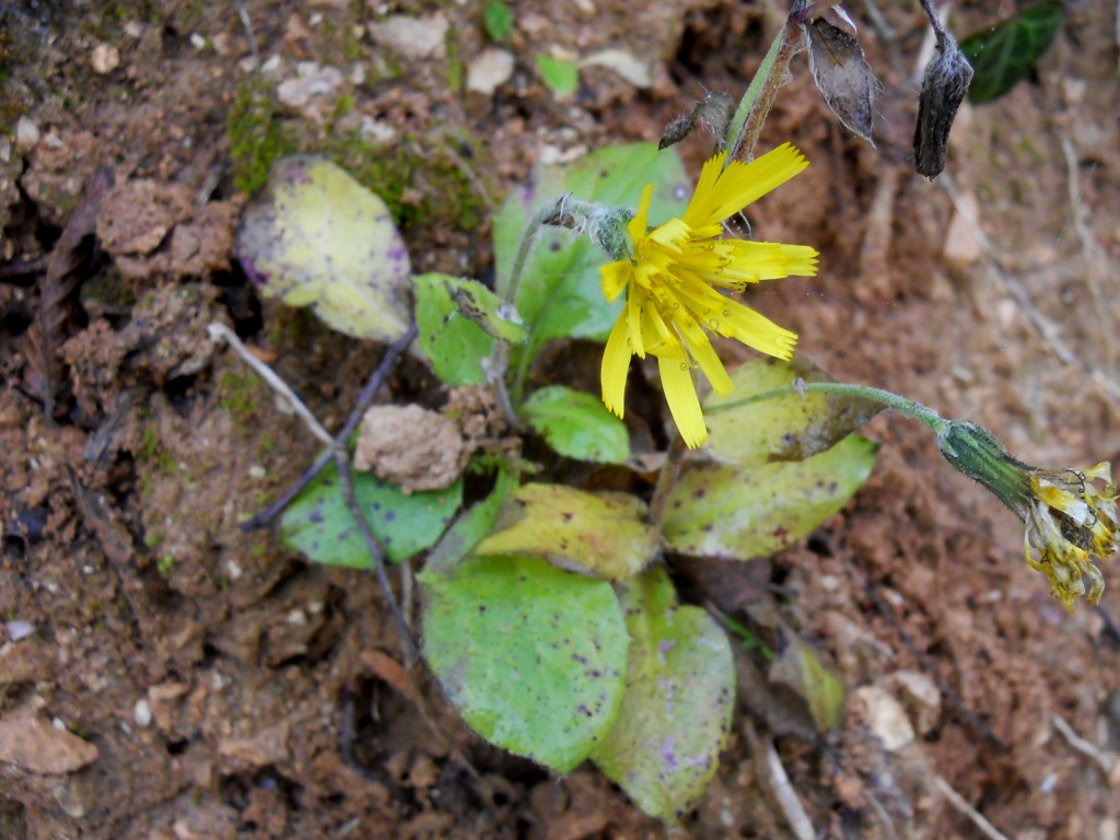 Hieracium sp. (Asteraceae)